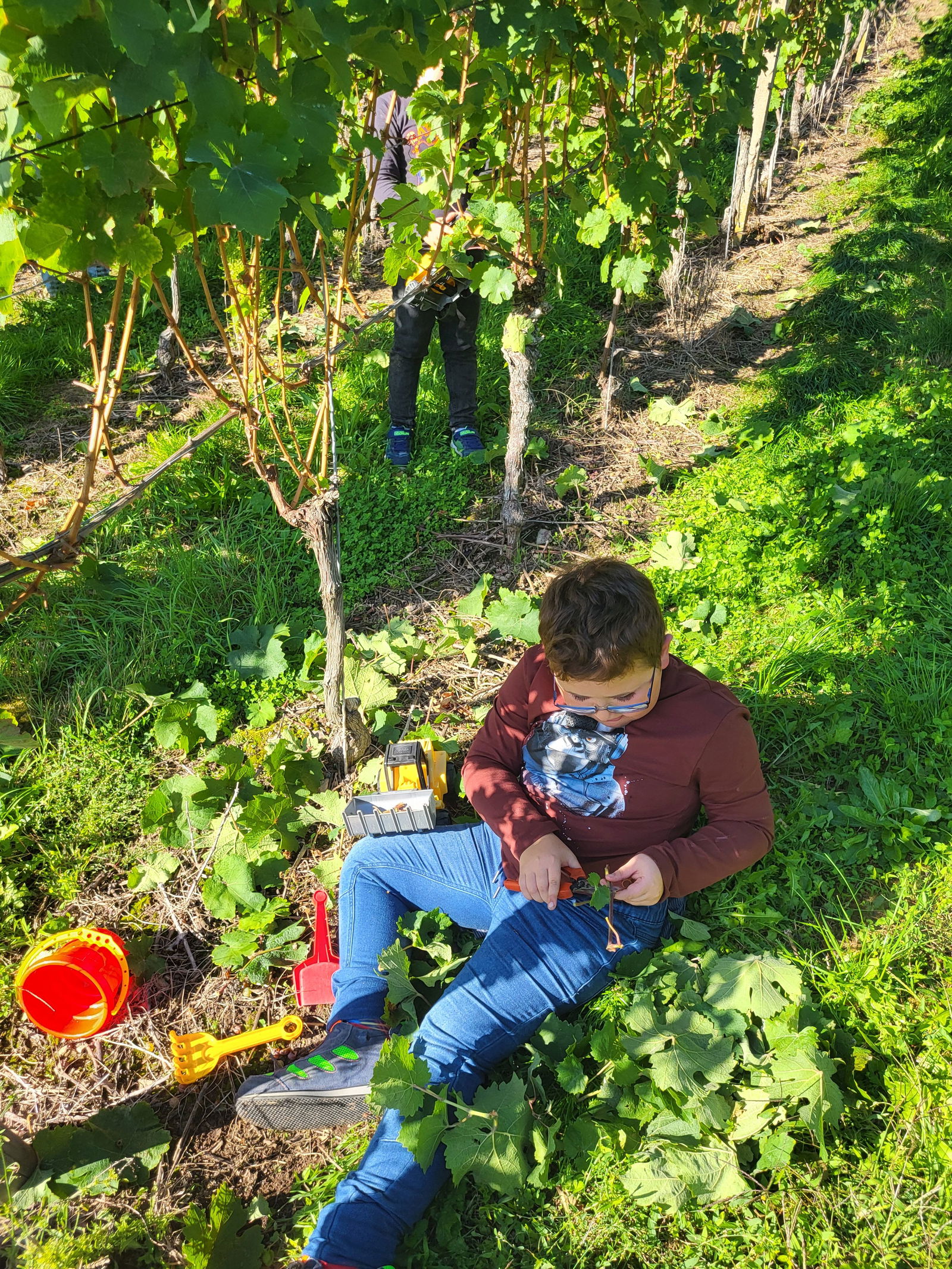 KuR Marvin zwischen den Weinreben