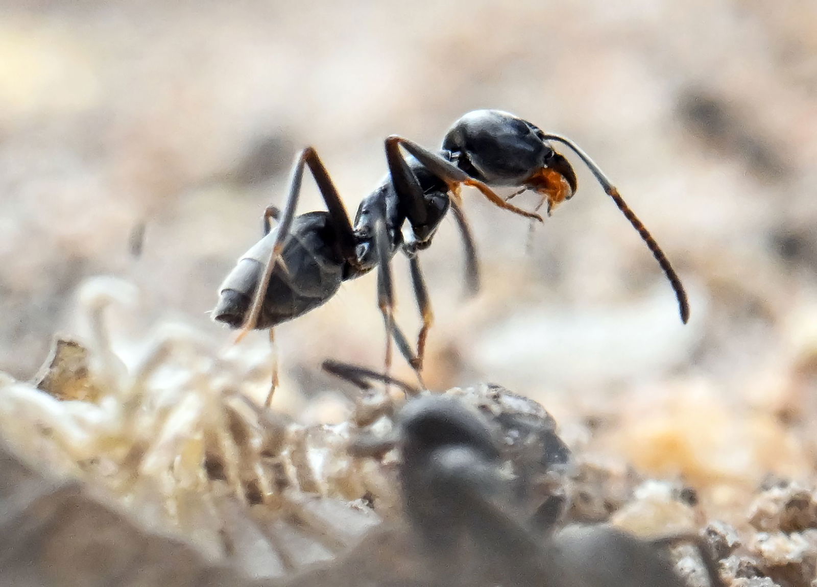 Die Ameisen der Art Tapinoma magnum dringen auch in Häuser ein. (Archivbild)