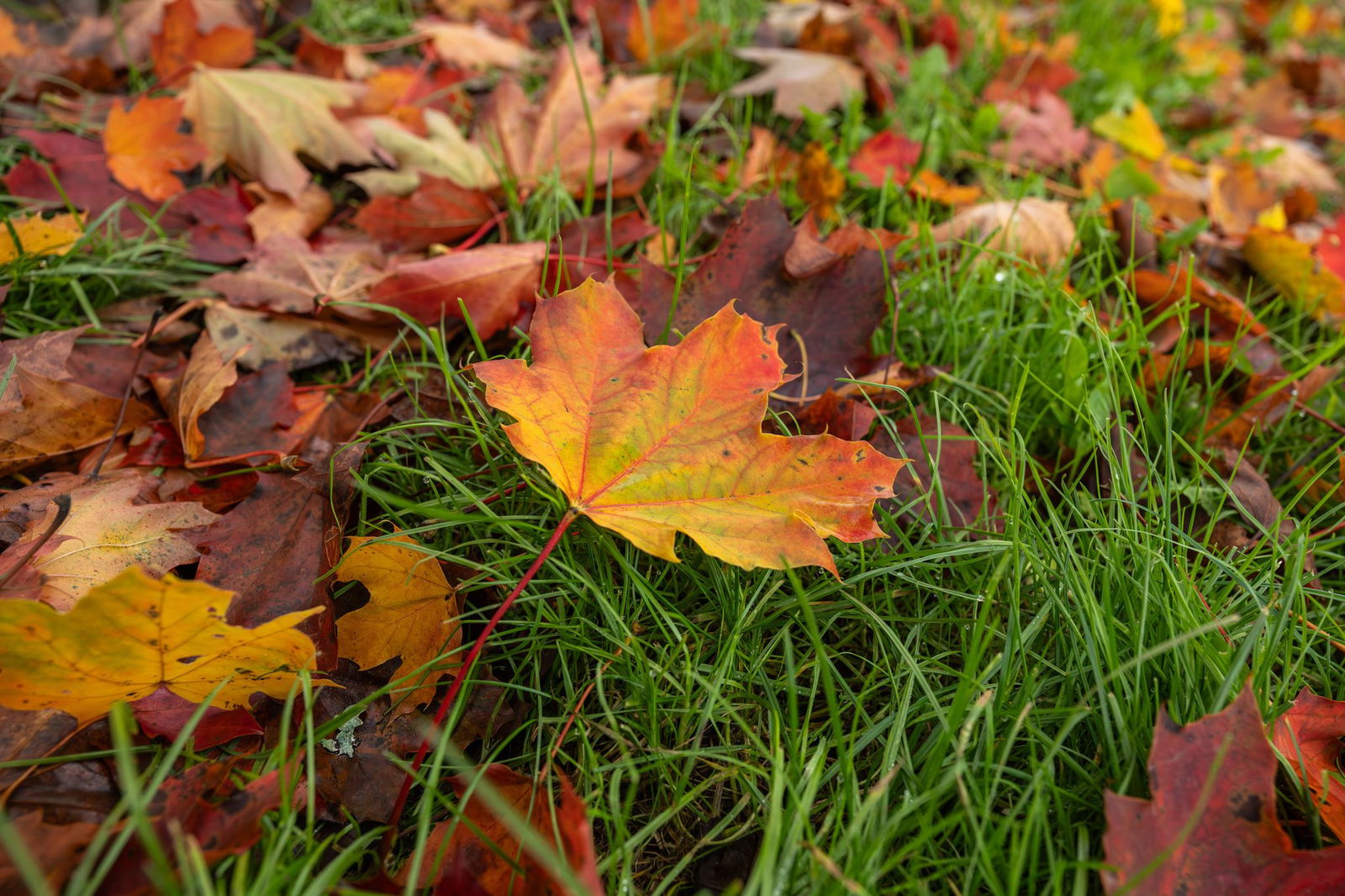 Die Woche startet herbstlich. 