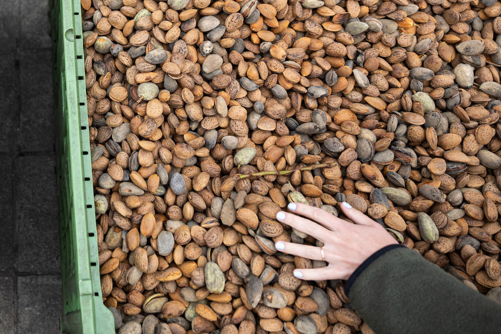 Mandel-Anbau braucht gute Lagen.