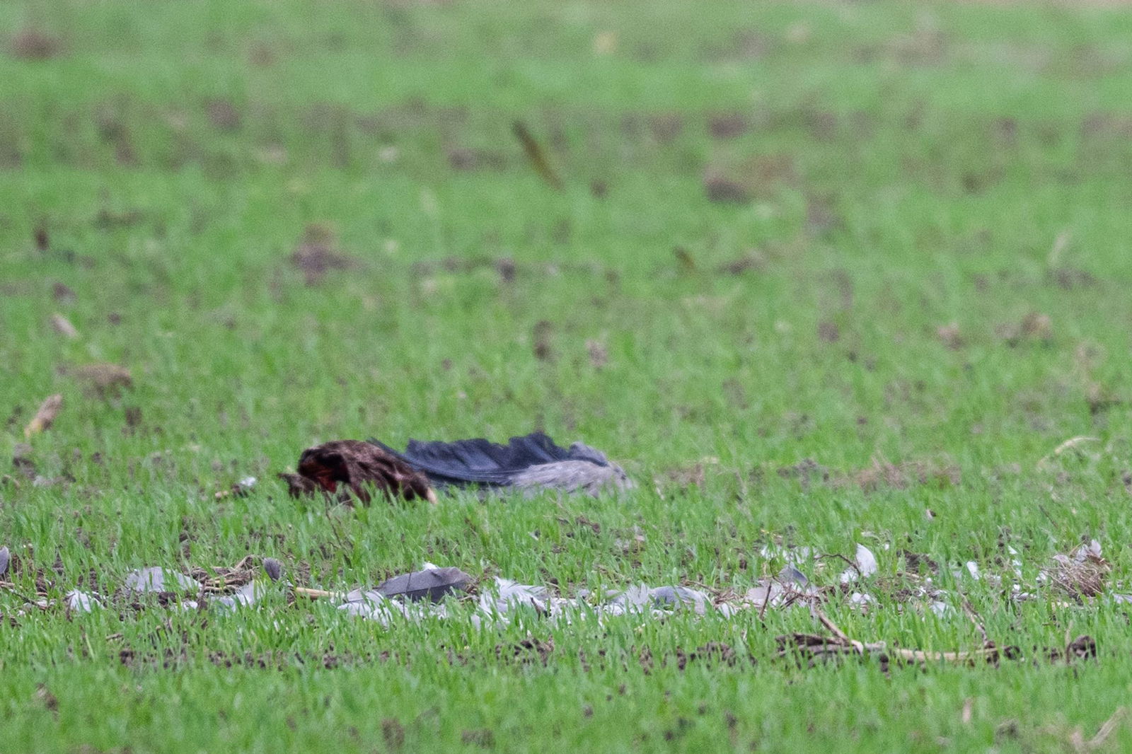 Im Landkreis Reutlingen ist ein mit Vogelgrippe infizierter Kranich entdeckt worden. (Symbolbild) 
