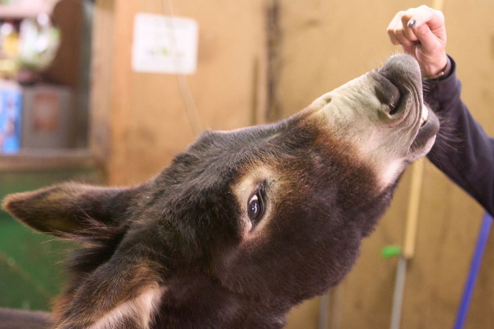 Füttern, Kuscheln, Spazierengehen - all das können die Menschen mit den Tieren machen. 