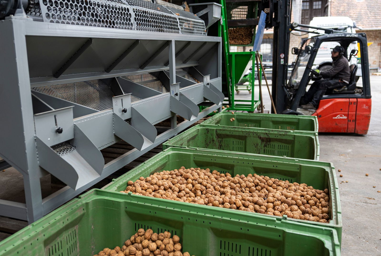 Trocknung und Lagerung der Nüsse sind entscheidend.
