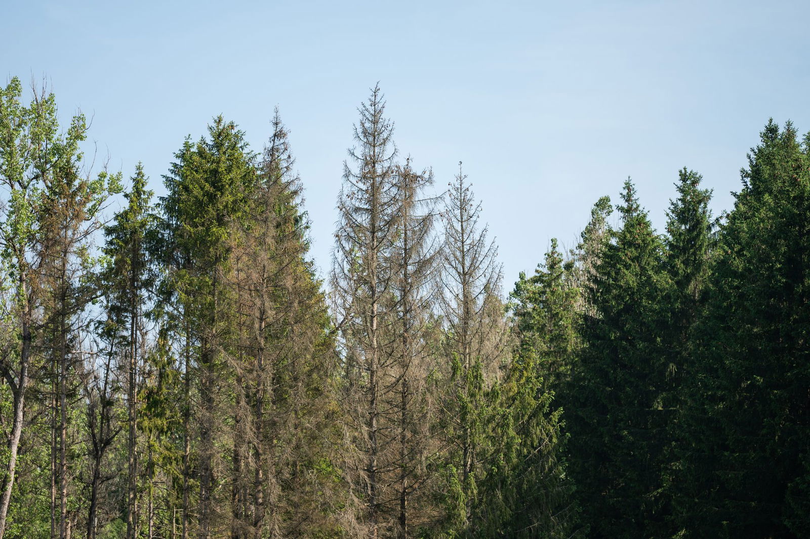 Dass es den Wäldern im Land immer schlechter geht, hat auch Auswirkungen auf die Klimaziele. (Archivbild)
