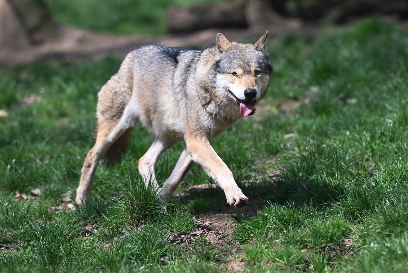 Hat ein Wolf vier Ziegen getötet? (Symbolbild)