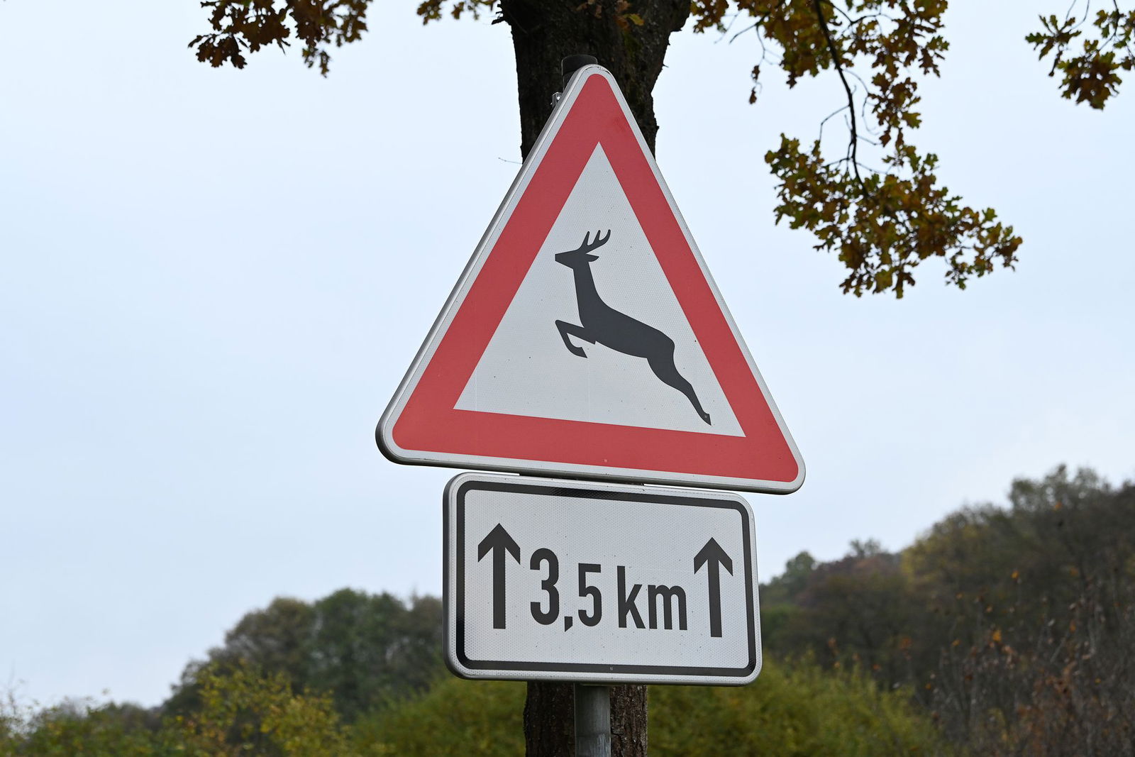 Besonders in der Dämmerung steigt das Risiko für Wildunfälle. (Symbolbild)