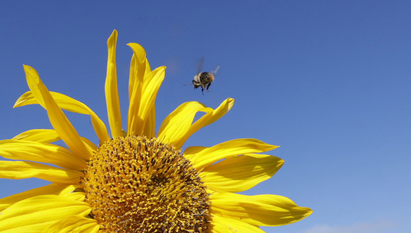 Die Sonne soll heute viel scheinen. (Archivbild)