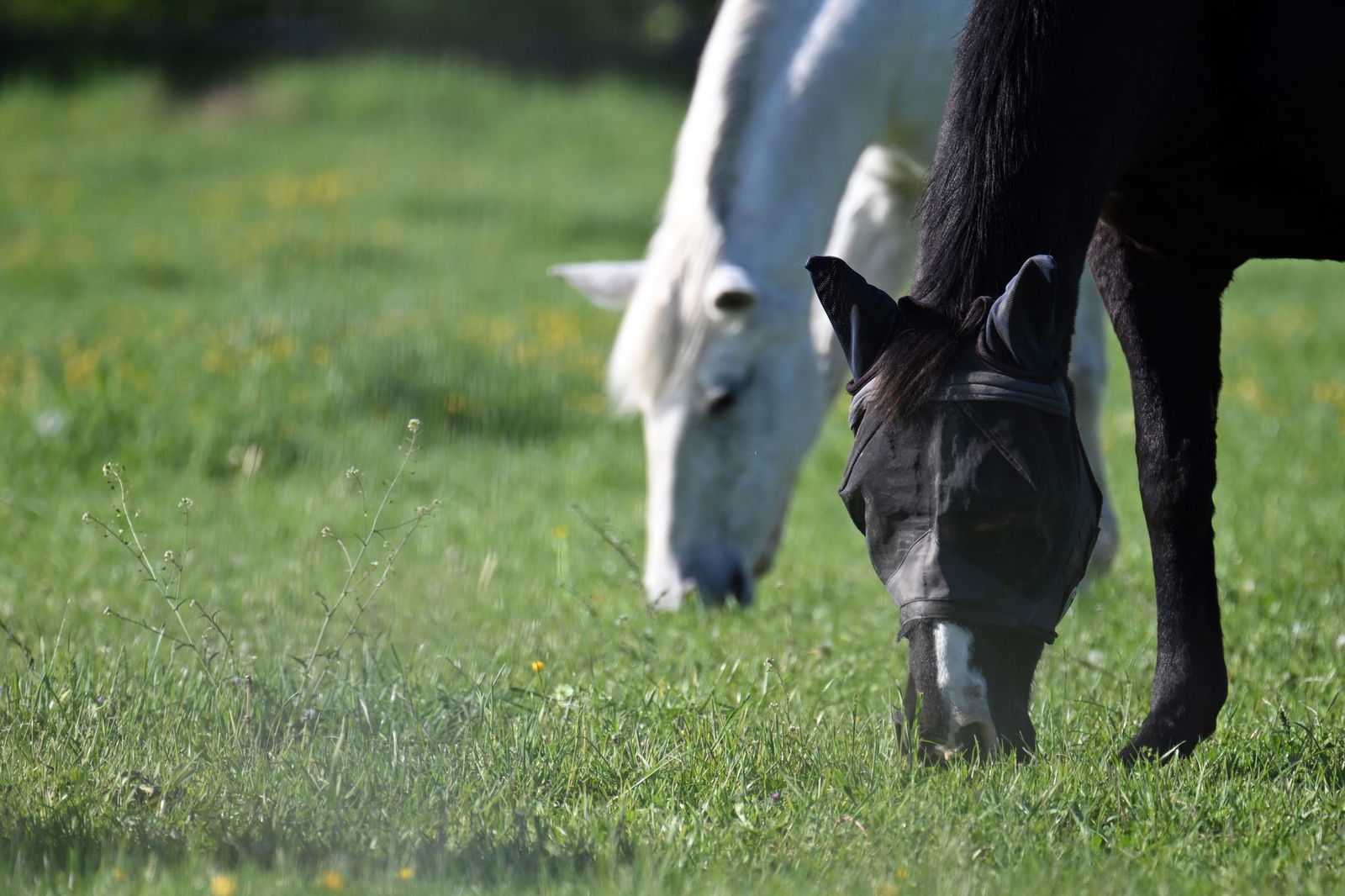 Ein Mann ist mit zwei Pferden unterwegs - und verletzt sich bei einem Sturz schwer. (Symbolbild)