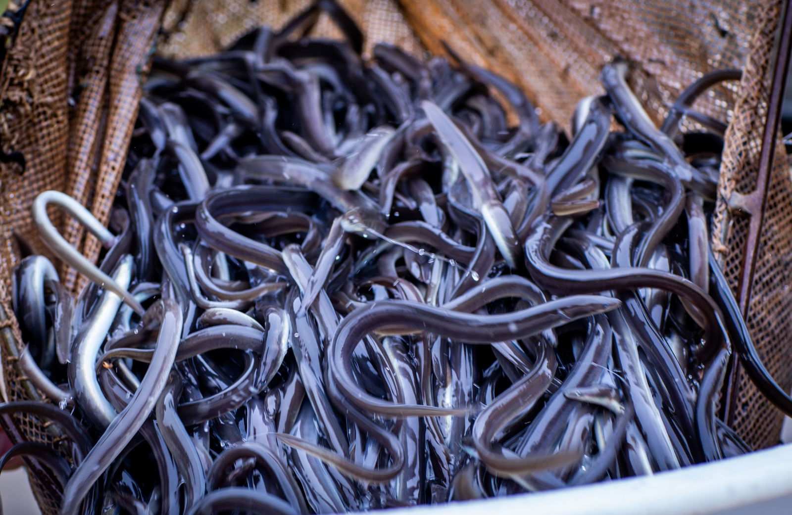 Das jährliche Aussetzen von Jungtieren aus Wildfang soll auch in Baden-Württemberg zur Arterhaltung des europäischen Aals beitragen. (Symbolbild)