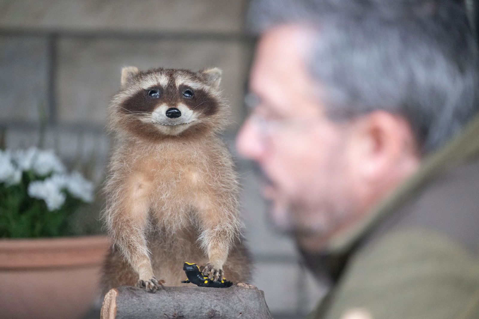 Hin und wieder muss auch Wildtierschützer Thomas Müller lächeln, wenn er einen Waschbären sieht.