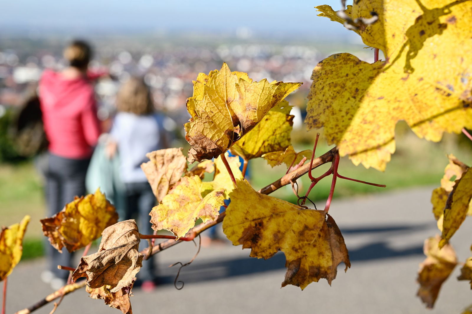 Wenn das Herbstwetter mitspielt, gibt es viele Wanderwege zu entdecken - zum Beispiel zwischen bunten Weinreben. (Symbolbild)