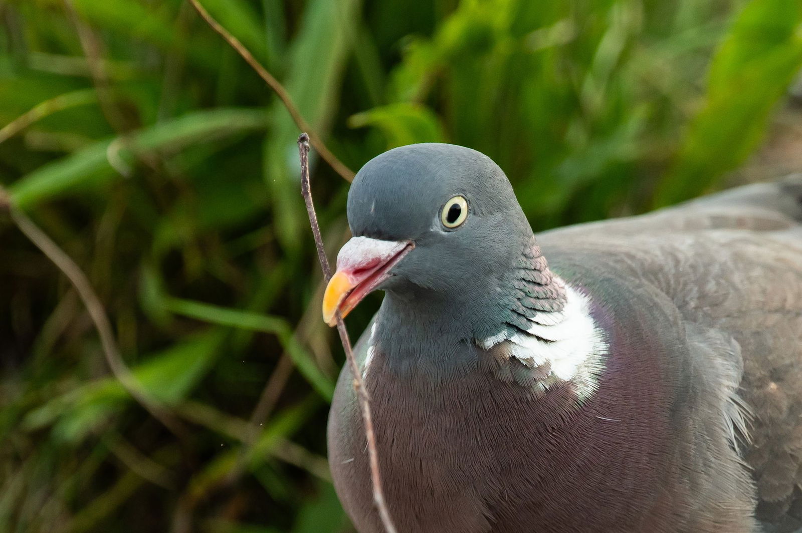 Die Tauben wurden zum Empfänger nach Hamburg gebracht. (Symbolbild)