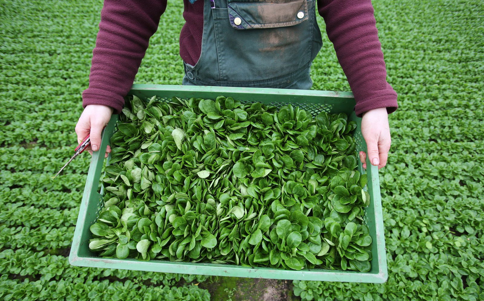 Feldsalat ist beliebt. (Archivbild)