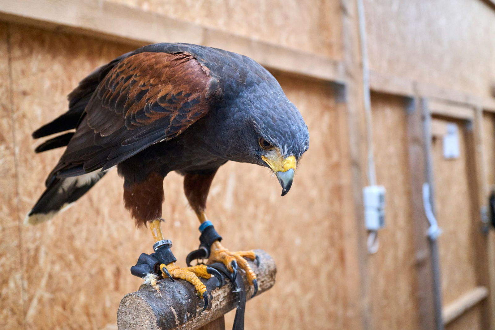Volieren gut abdichten - das ist eine Taktik gegen das Vogelgrippevirus. 