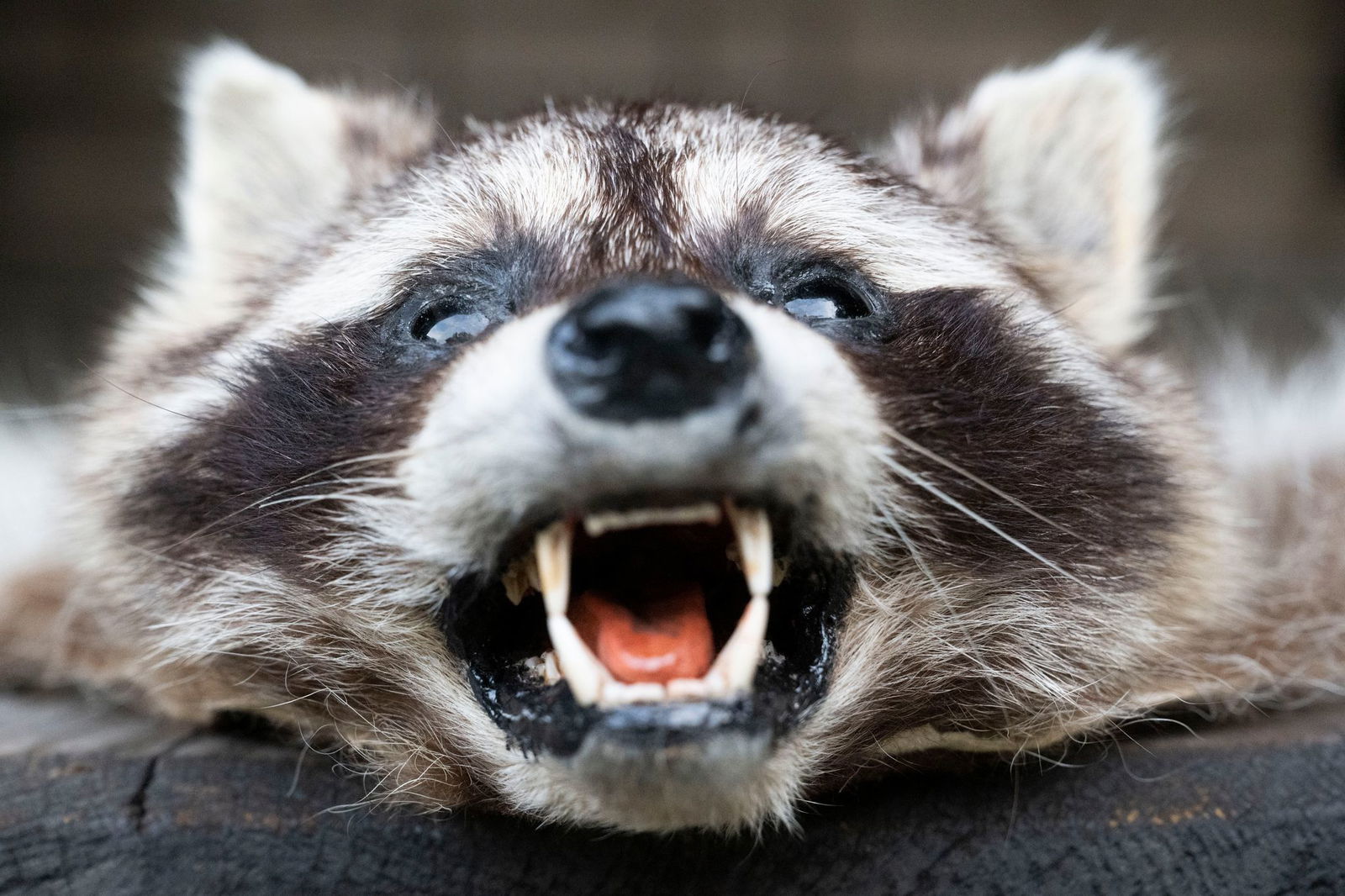 Alle zwei Tage tappt ein Waschbär in eine der Lebendfallen in Müllers Revier. 