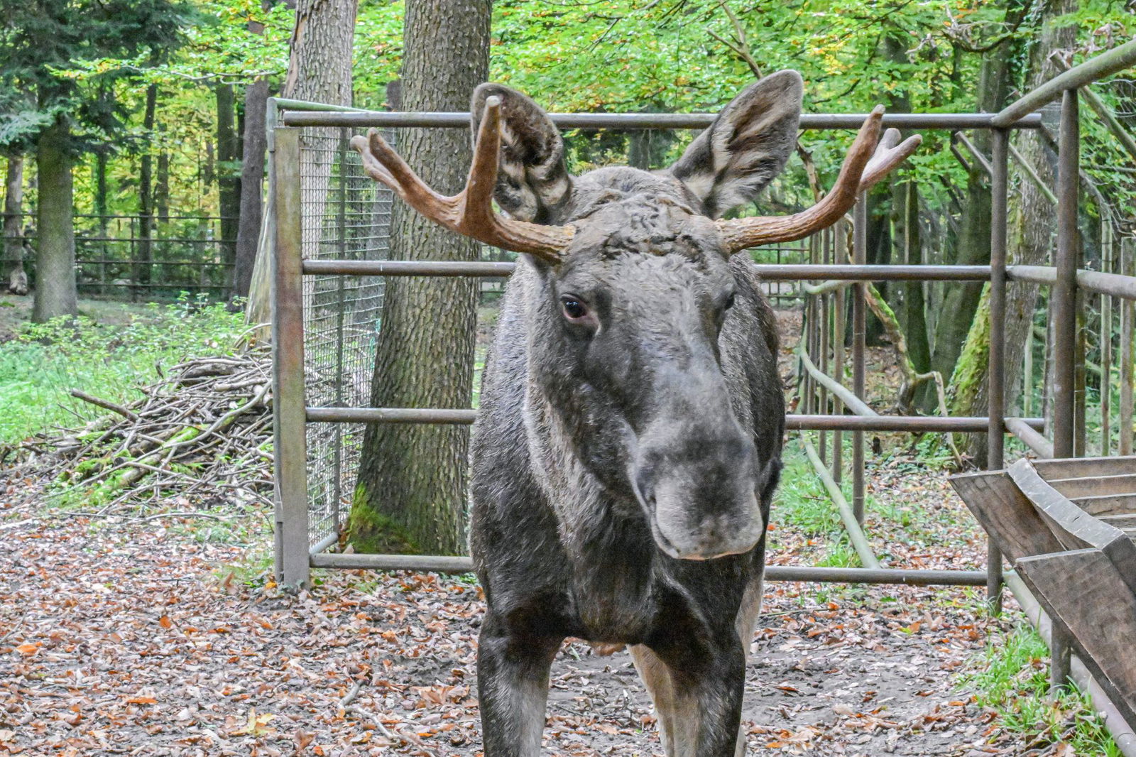 Wohin mit Schwarzwald-Elch Erwin alias Lord Fynn? (Archivfoto)