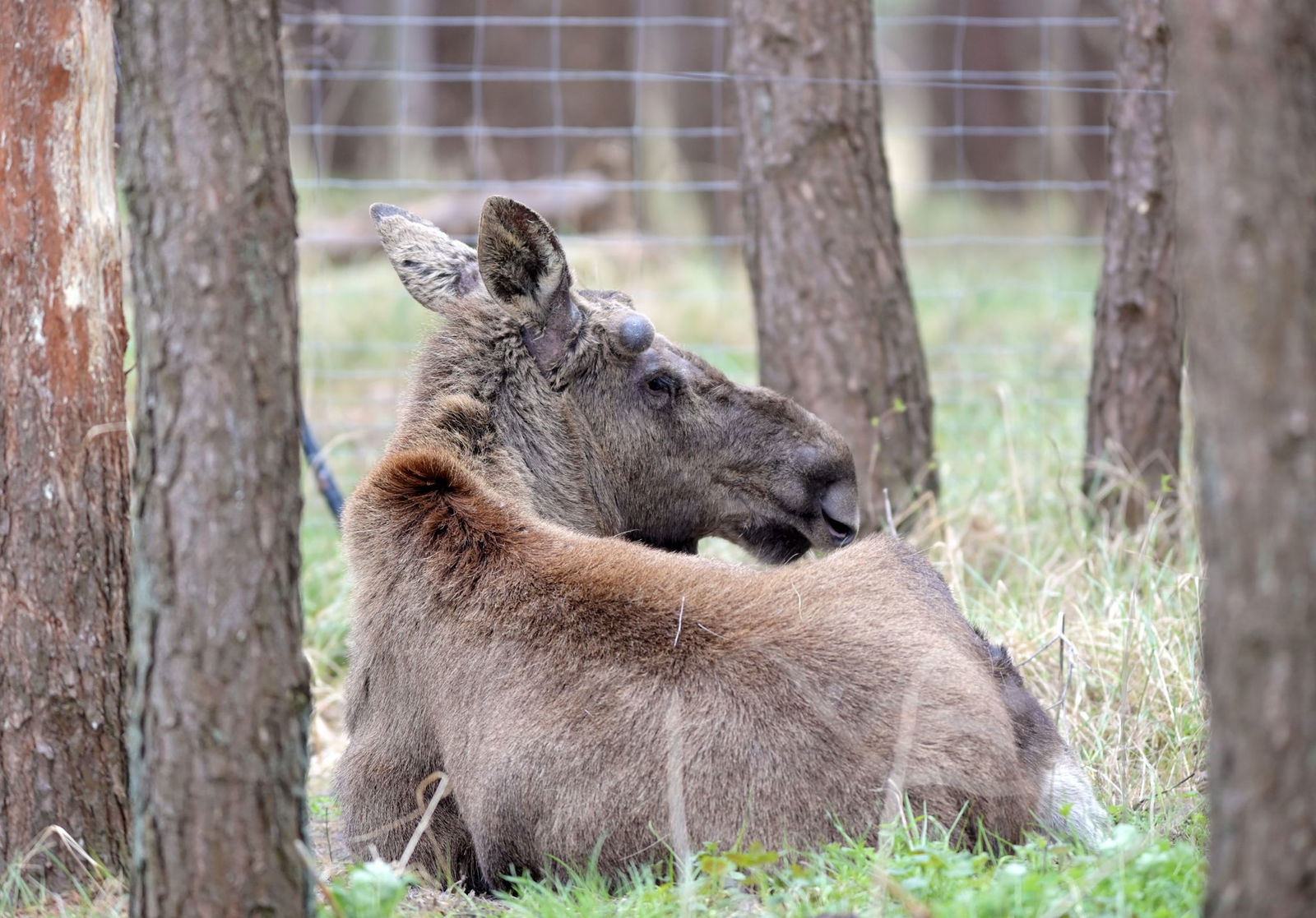 Im Schwarzwälder Kinzigtal wurde laut Landratsamt ein Elch gesichtet. (Symbolbild)