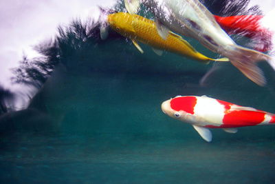 koi fische schwimmen