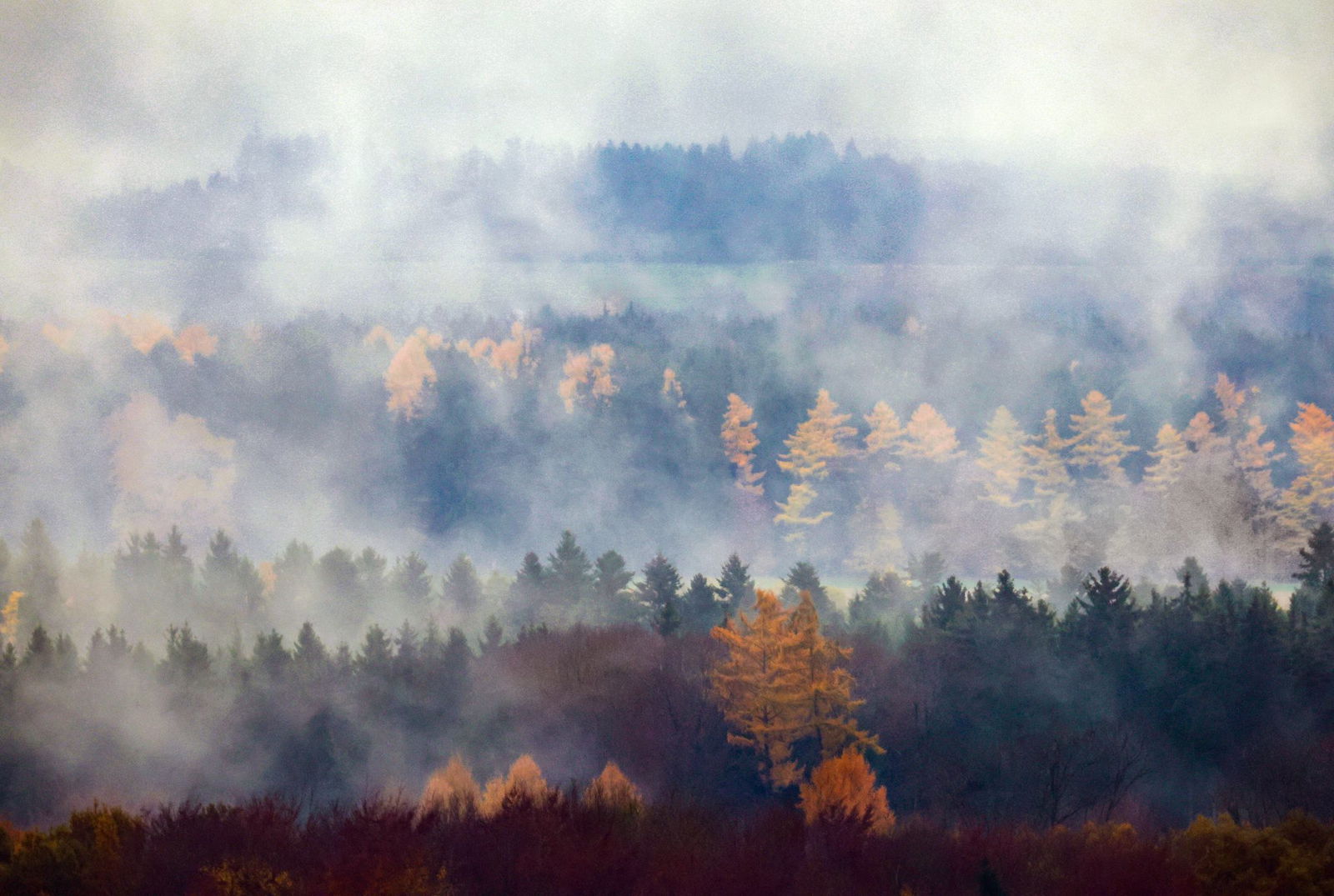 In Baden-Württembergs Wald haben sich vor allem Fichten und Buchen zuletzt etwas erholt.(Archiv)