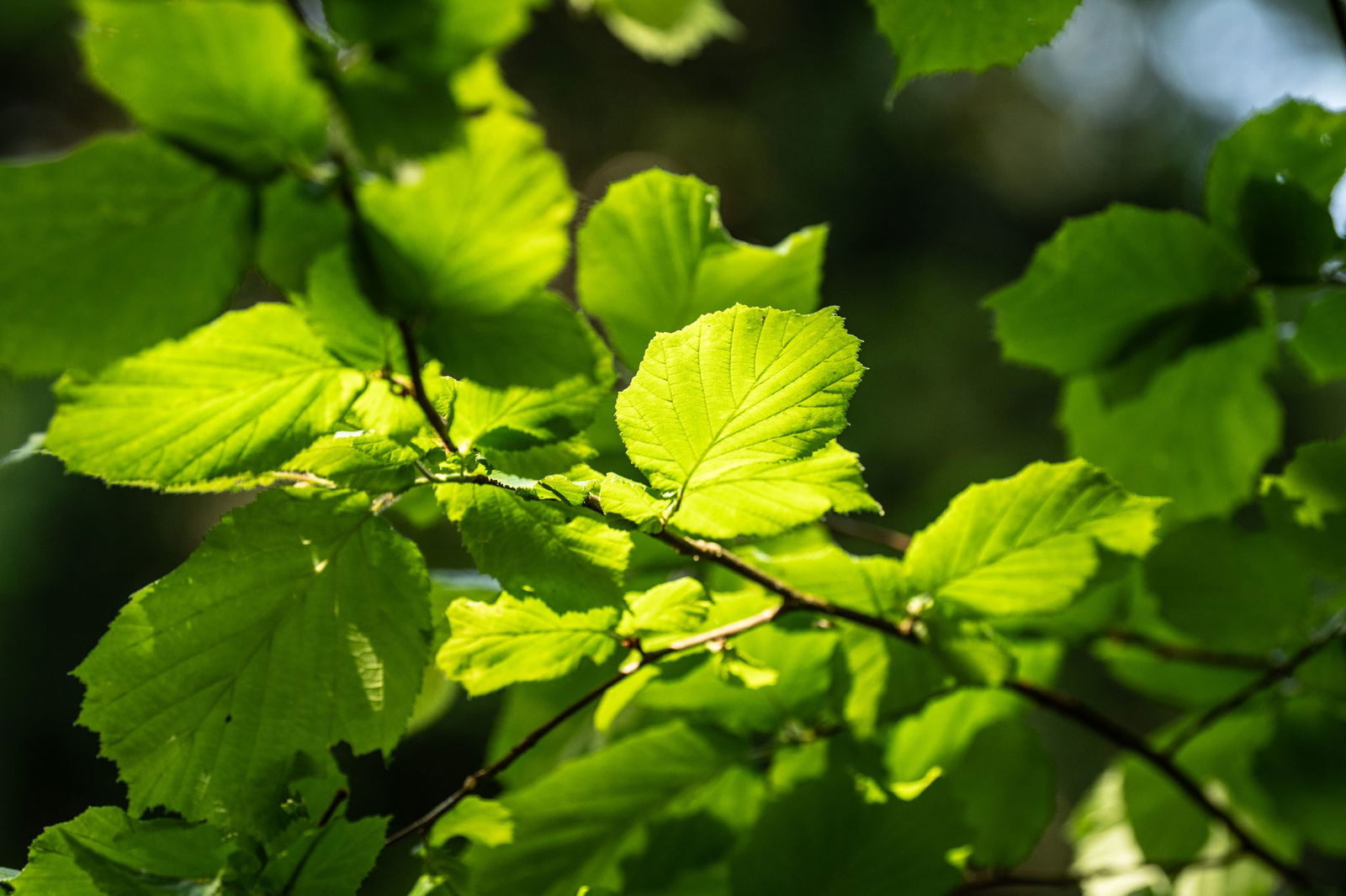 Heute wachsen im Saarkohlenwald zu 40 Prozent Buchen. (Symbolbild)