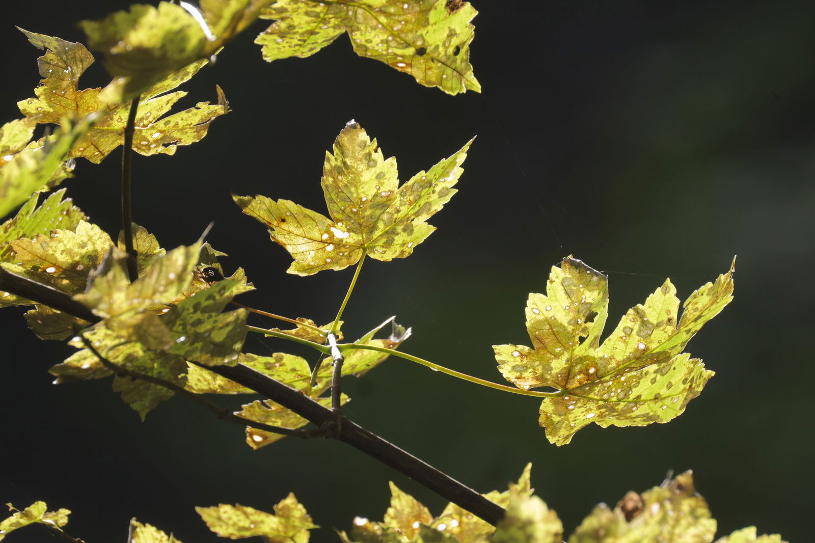 Vor allem den Eschen in Baden-Württemberg geht es immer schlechter.(Archiv)