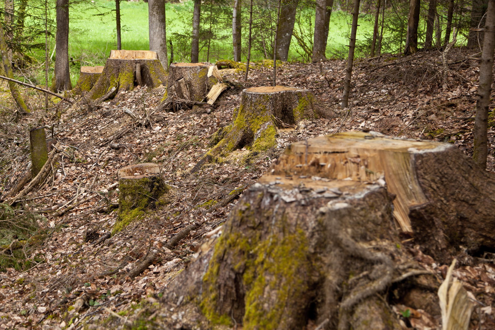 Baumstümpfe im Wald
