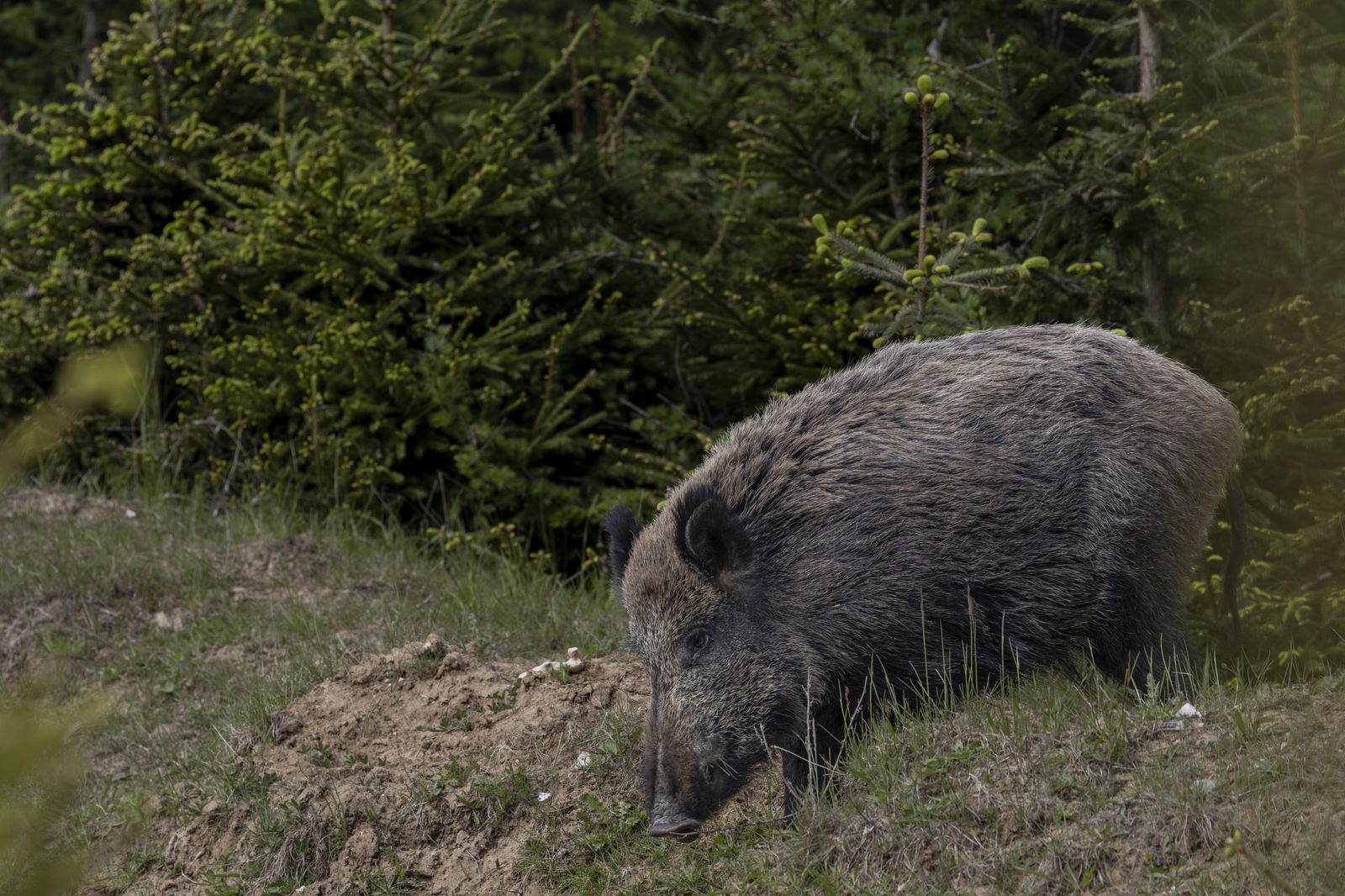 Wildschwein am Rand einer Suhle