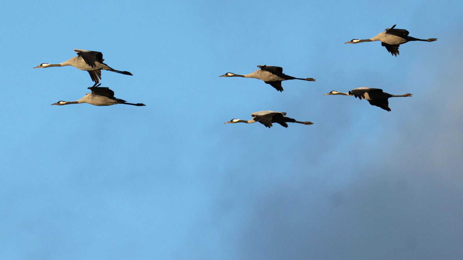 Der Kranichzug gen Süden ist größtenteils durch, vor allem diese Vogelart verbreitete zuletzt das hochansteckende Virus. (Archivfoto)