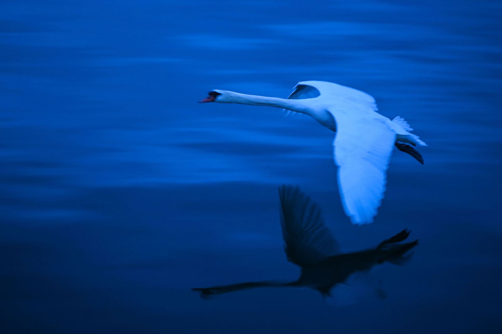 Bei einem Schwan am Bodensee wurde die Vogelgrippe nachgewiesen. (Symbolbild)