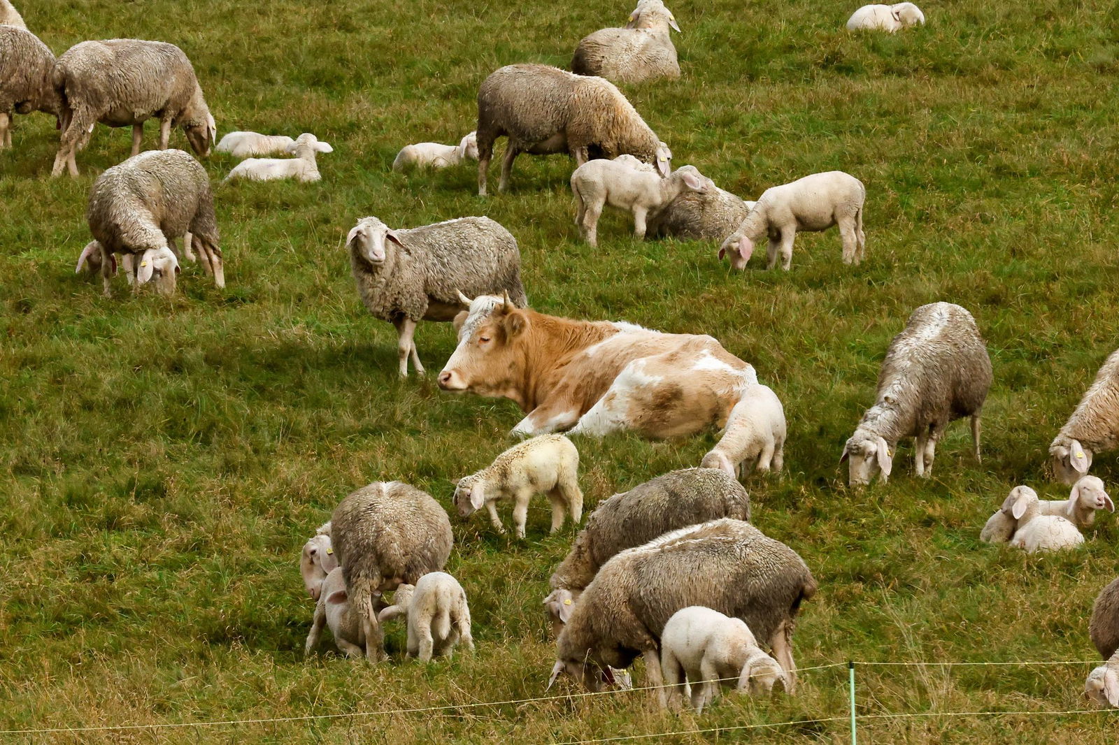 Nach der abenteuerlichen Flucht vor dem Schlachter fand die Kuh eine neue Herde.(Archiv) 