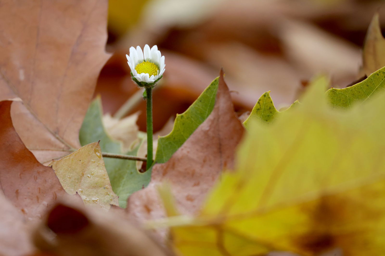 Am Donnerstag könnte die 20-Grad-Marke geknackt werden. 