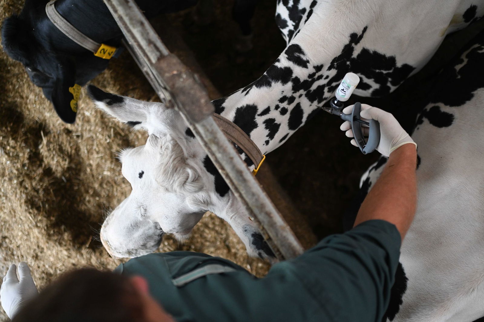 Vorsorglich sollen nun möglichst viele empfängliche Tiere gegen das Blauzungenvirus geimpft werden. (Symbolbild)