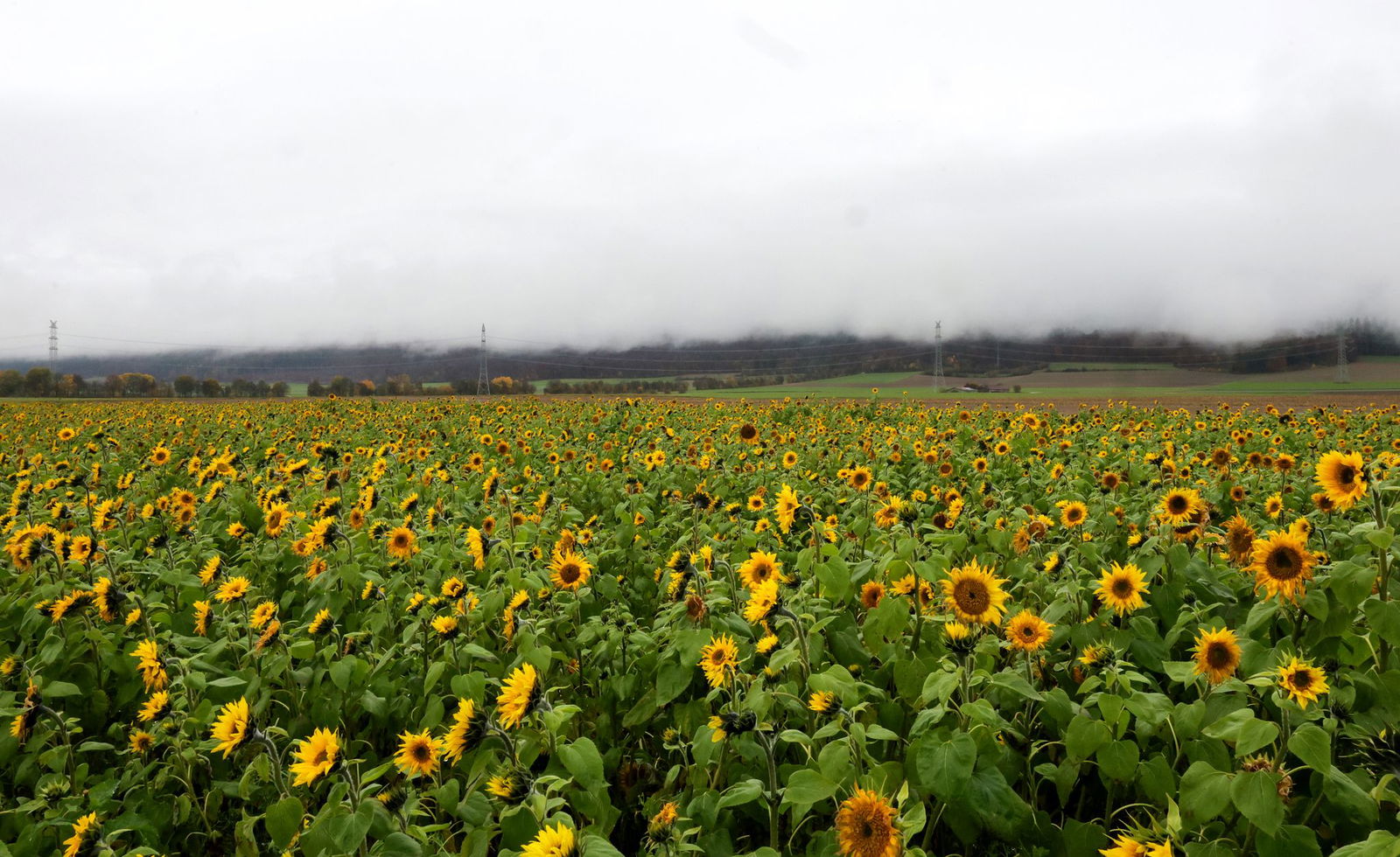 Nebelfelder können Sonnenanbetern einen Strich durch die Rechnung machen.