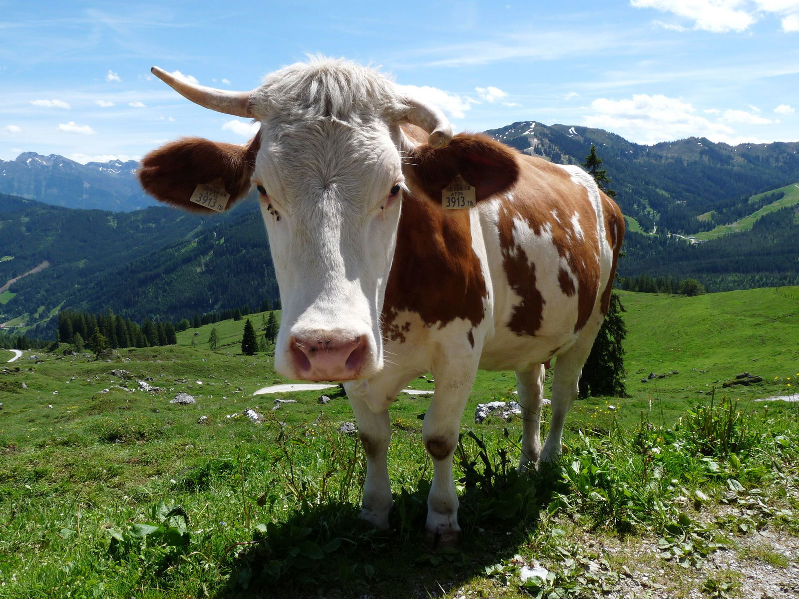 Auf der B28 hat eine Kuh über Stunden für Verkehrschaos gesorgt. (Symbolbild) 