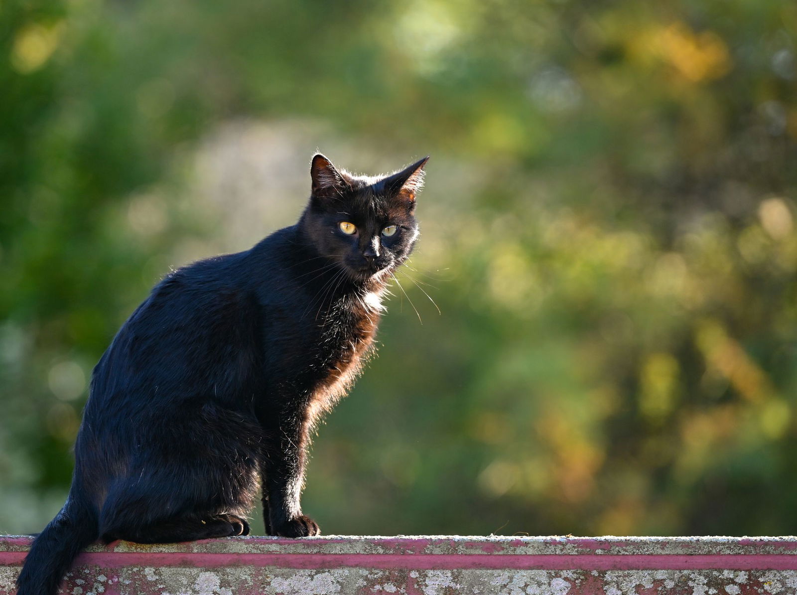 Mit einer Tour durch Rheinland-Pfalz hat der Deutsche Tierschutzbund auf das Leid von Straßenkatzen aufmerksam gemacht (Symbolbild).