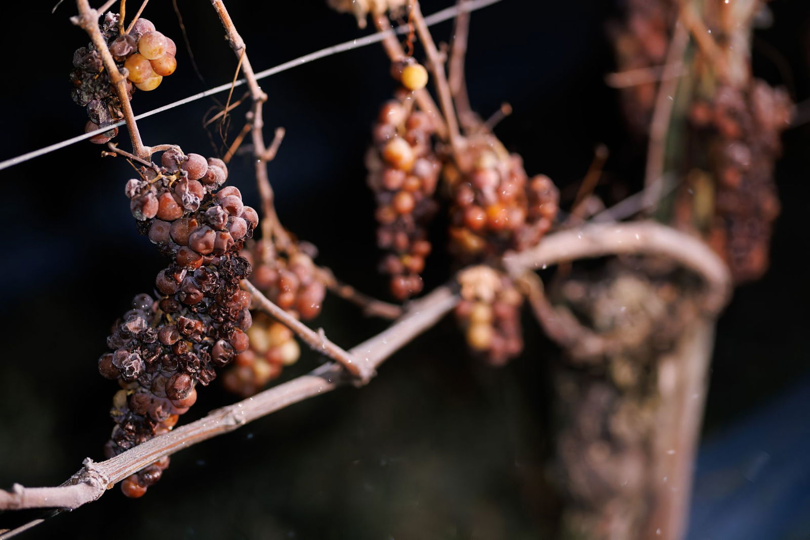 Winzer in Südbaden haben am Wochenende Eiswein gelesen.