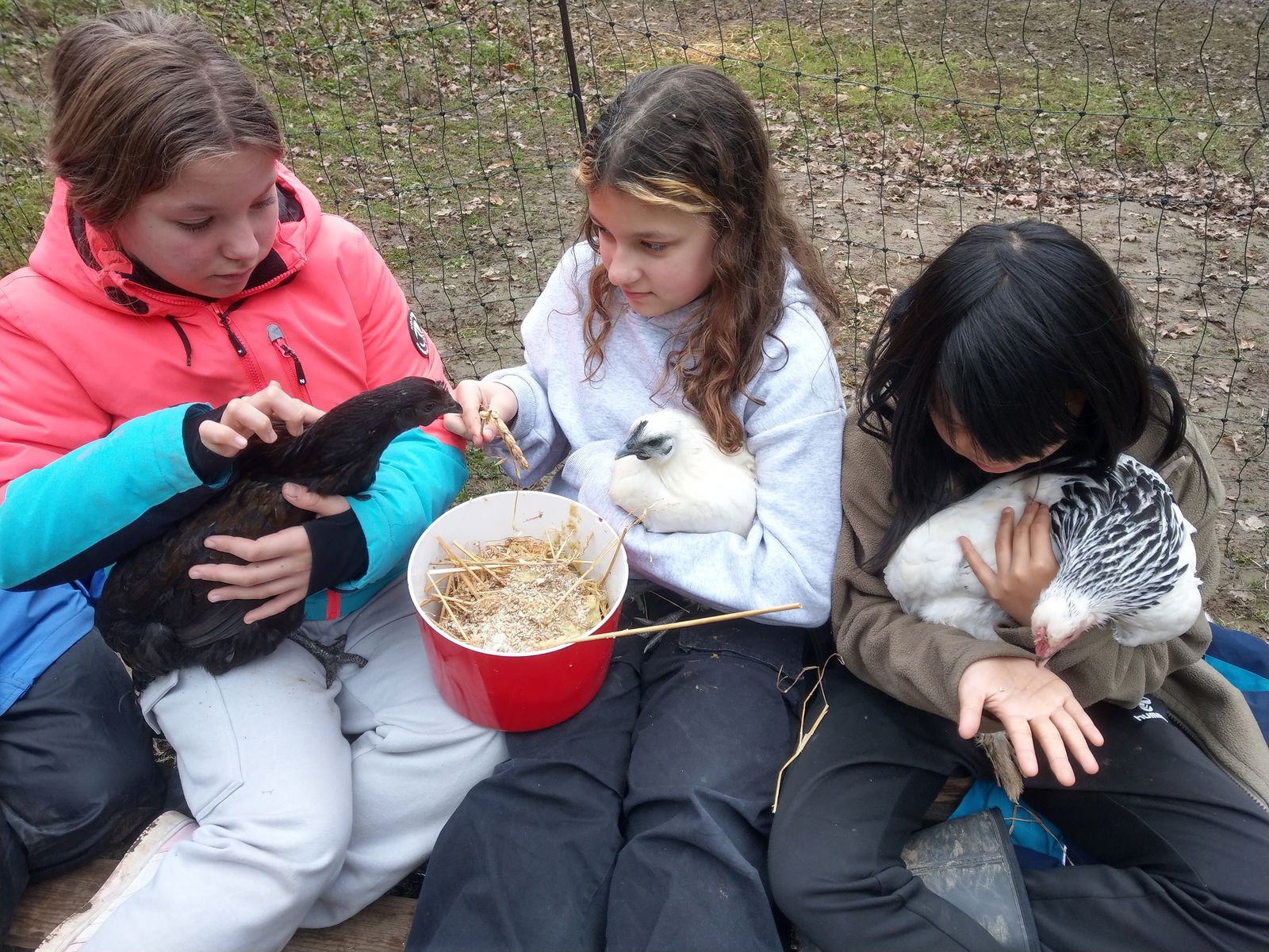 KuR Karl-Friedrich-Schule Hühner füttern