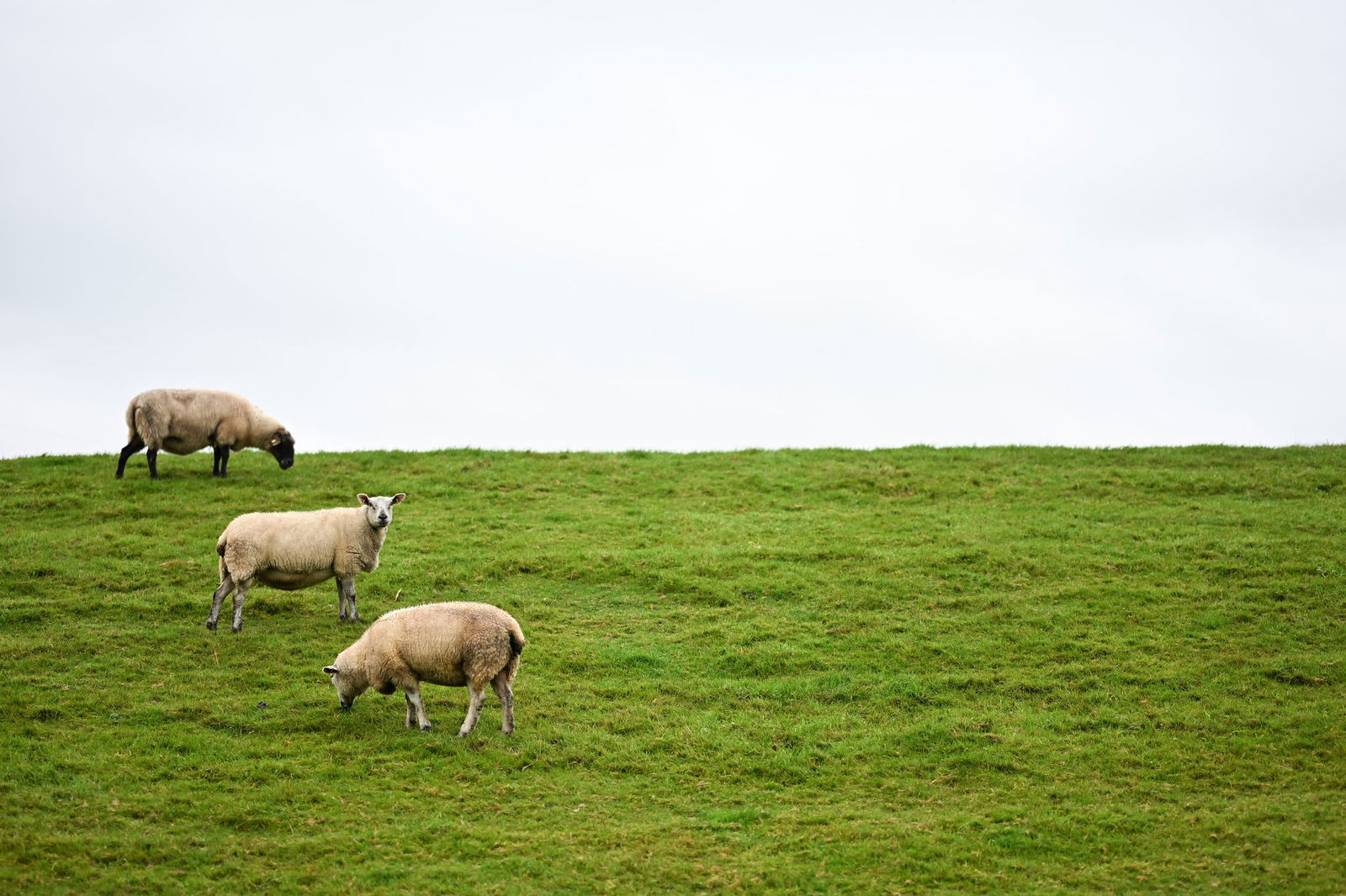 Auf Deichen sind Regelungen zum Schutz der Weidetiere schwieriger - und deshalb sollen dort Wolfs-Abschüsse leichter möglich werden.