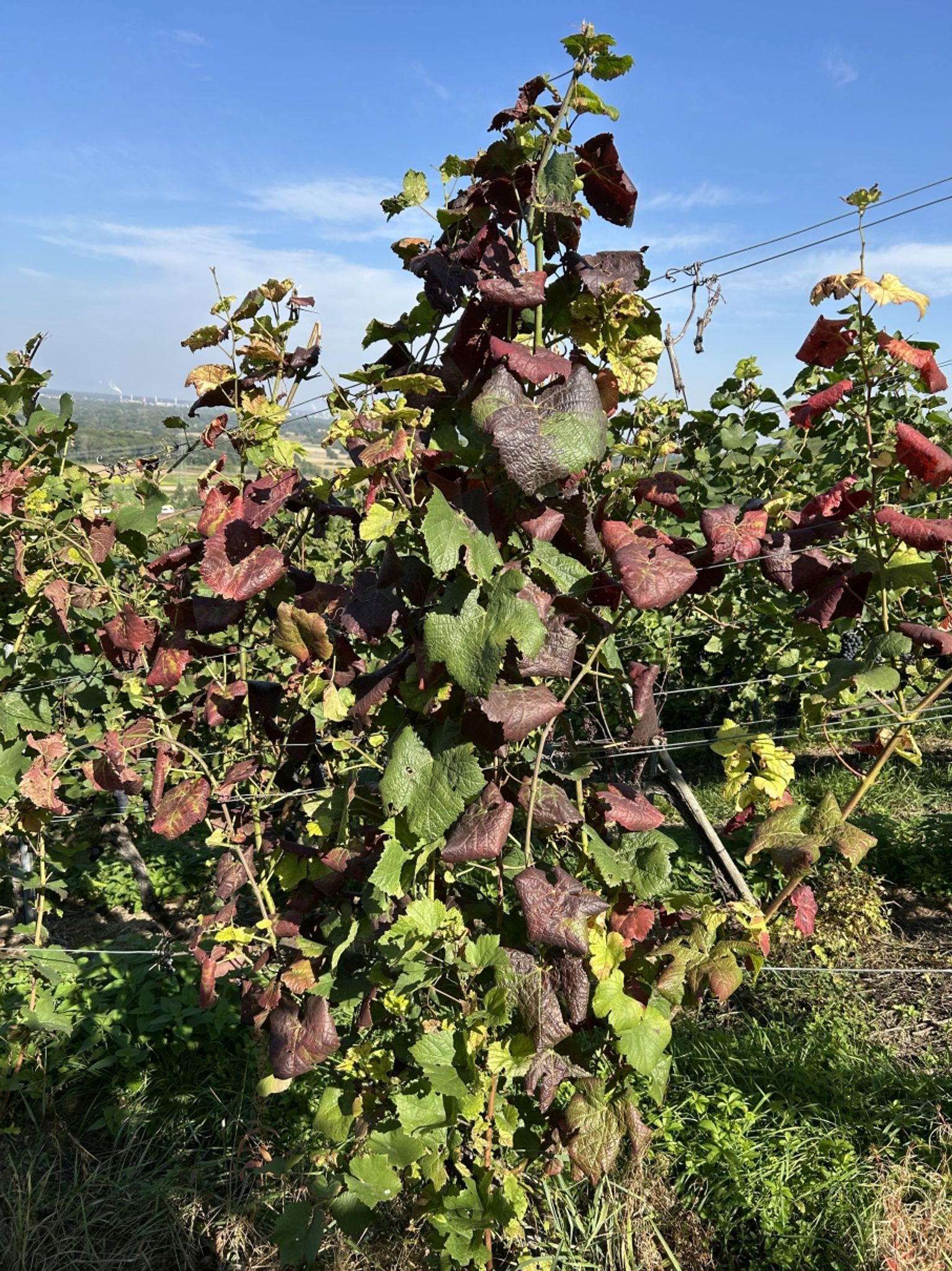 Ein Anzeichen für befallene Reben können unter anderem rötliche, eingerollte Blätter sein.