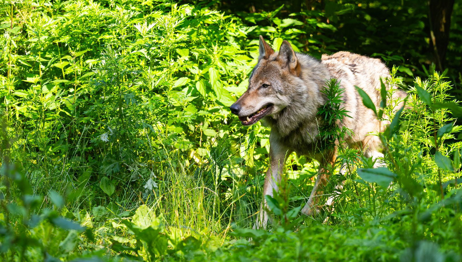 219 Wolfsrudel sind derzeit in Deutschland registriert.