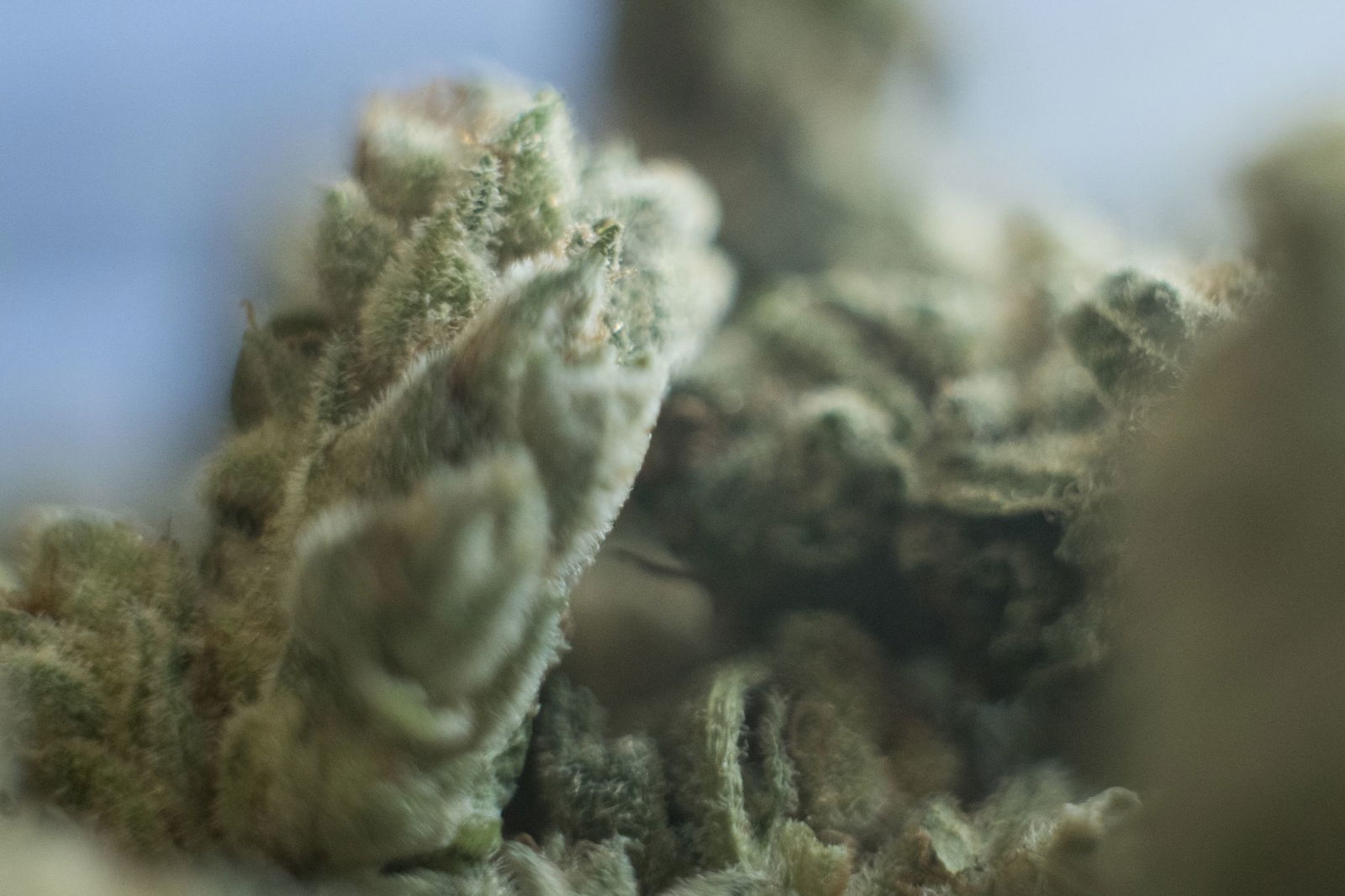 Start des Cannabisanbaus in 26 von 31 Clubs in Rheinland-Pfalz (Symbolbild).