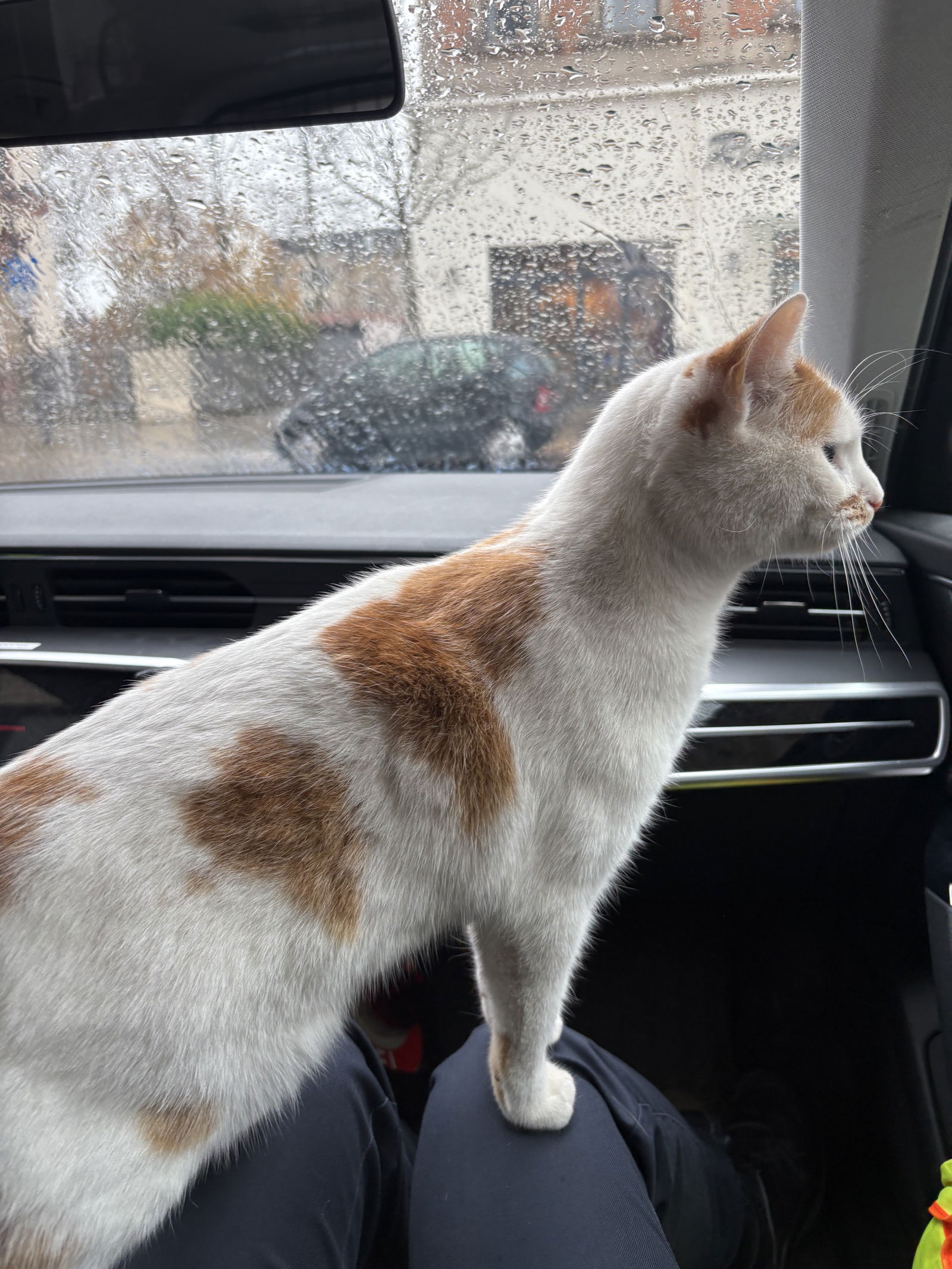 Katze in Polizeiauto
