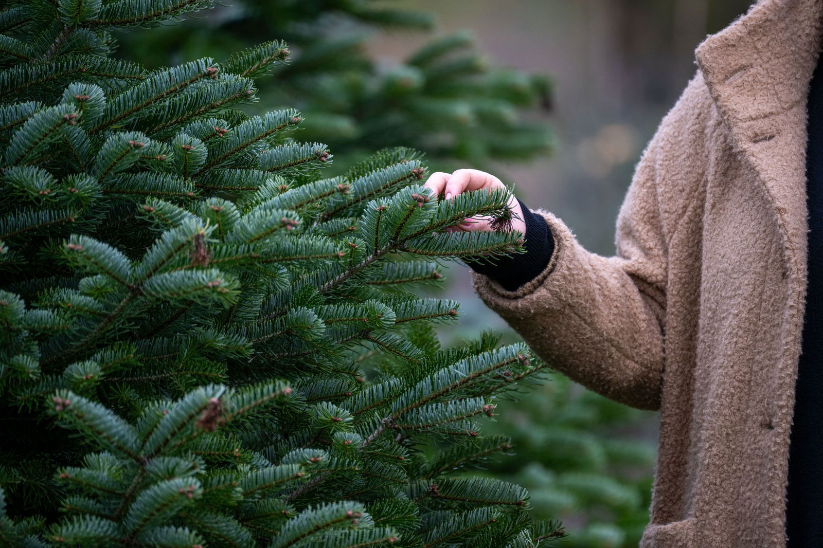 Nordmanntannen sind die beliebtesten Weihnachtsbäume im Land. (Symbolbild)