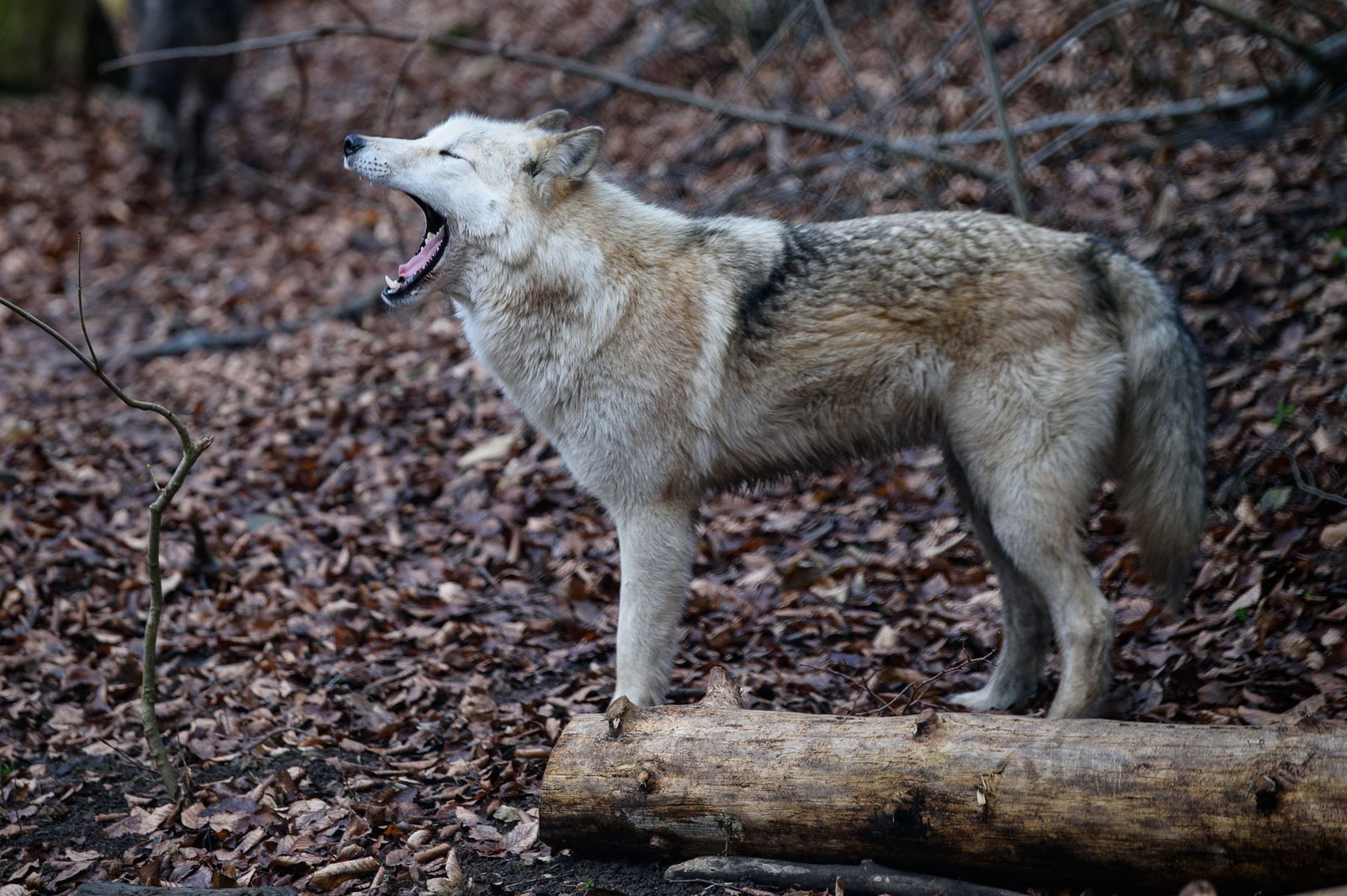 Die zwei Risse in dem Wildpark gehen offenbar auf einen einzelnen Wolf zurück. (Symbolbild)
