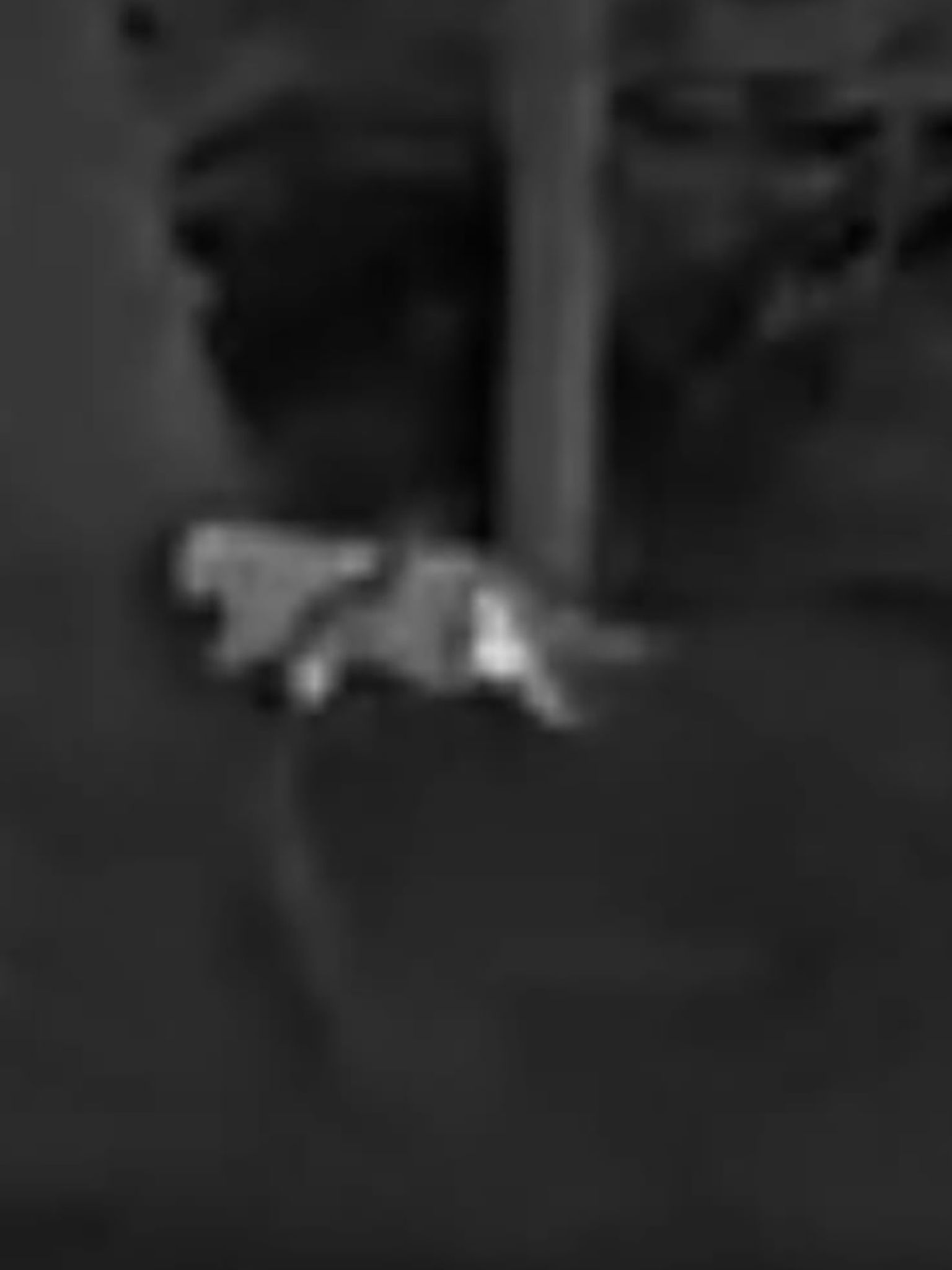 Die Schwarz-Weiß-Aufnahmen des Jägers zeigen die vermeintliche Großkatze.