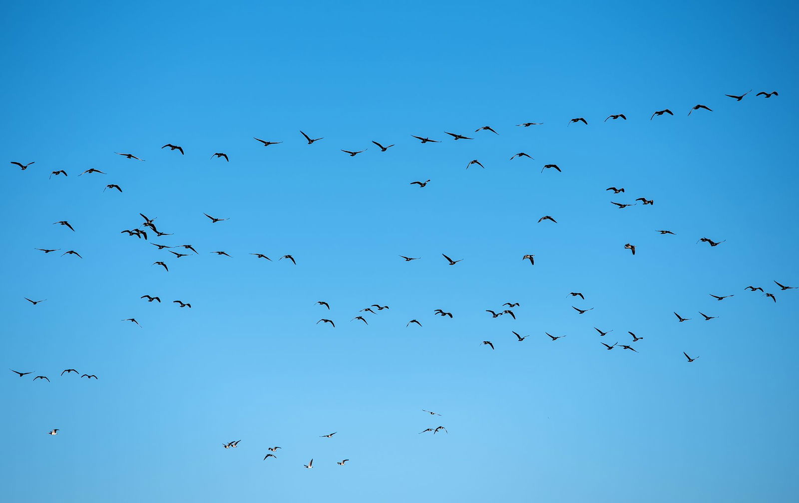 Im Landkreis Heilbronn wurde eine mit der Vogelgrippe infizierte Graugans gefunden. (Symbolbild)