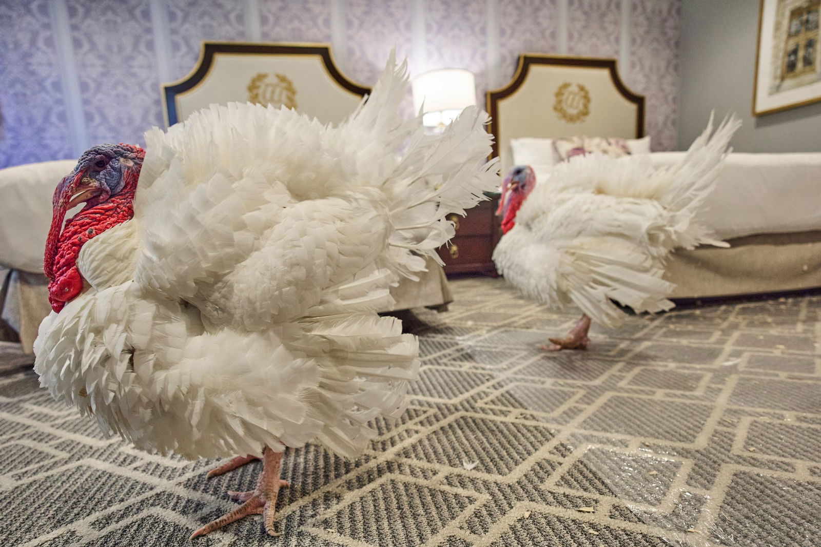 Vor der Zeremonie durften die Truthähne eine Nacht in einem Hotelzimmer verbringen. 