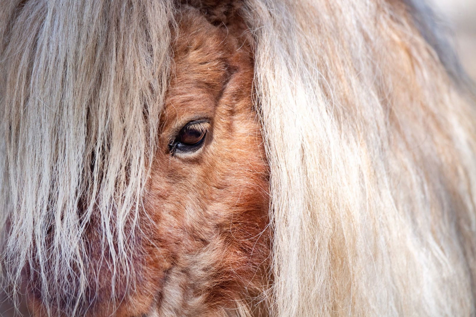 Das Pony wurde von seiner Besitzerin wohlbehalten abgeholt. (Symbolbild)