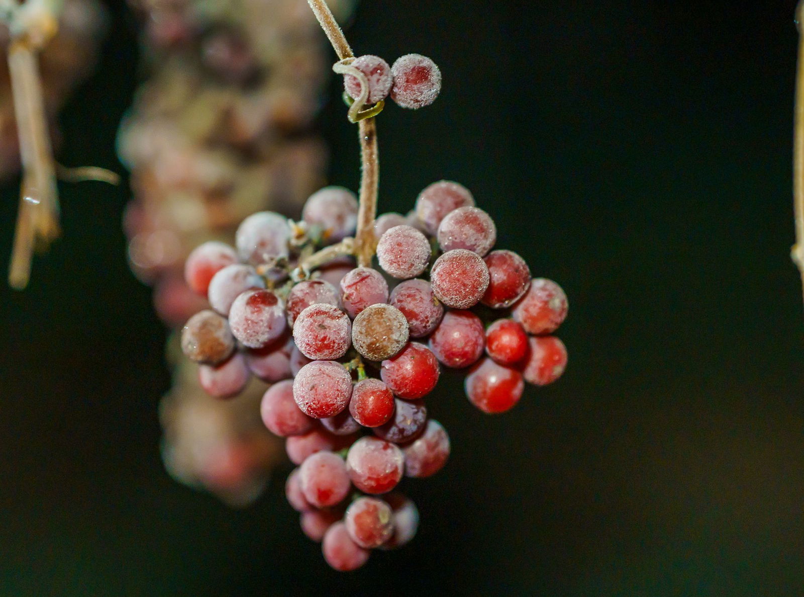 Mindestens minus sieben Grad sind Voraussetzung für die Eisweinlese.