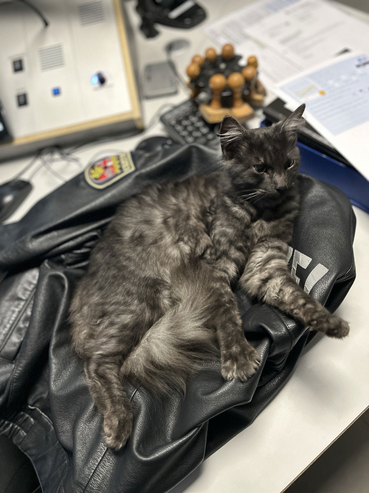 Katze kuschelt sich in Polizeijacke